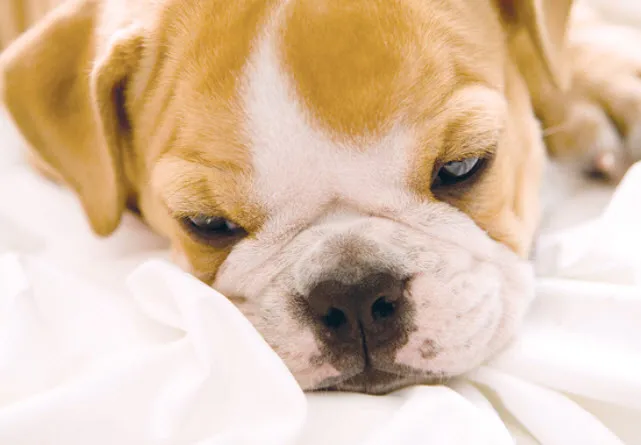 A young, playful English Bulldog lying on its side, looking up with curious eyes.