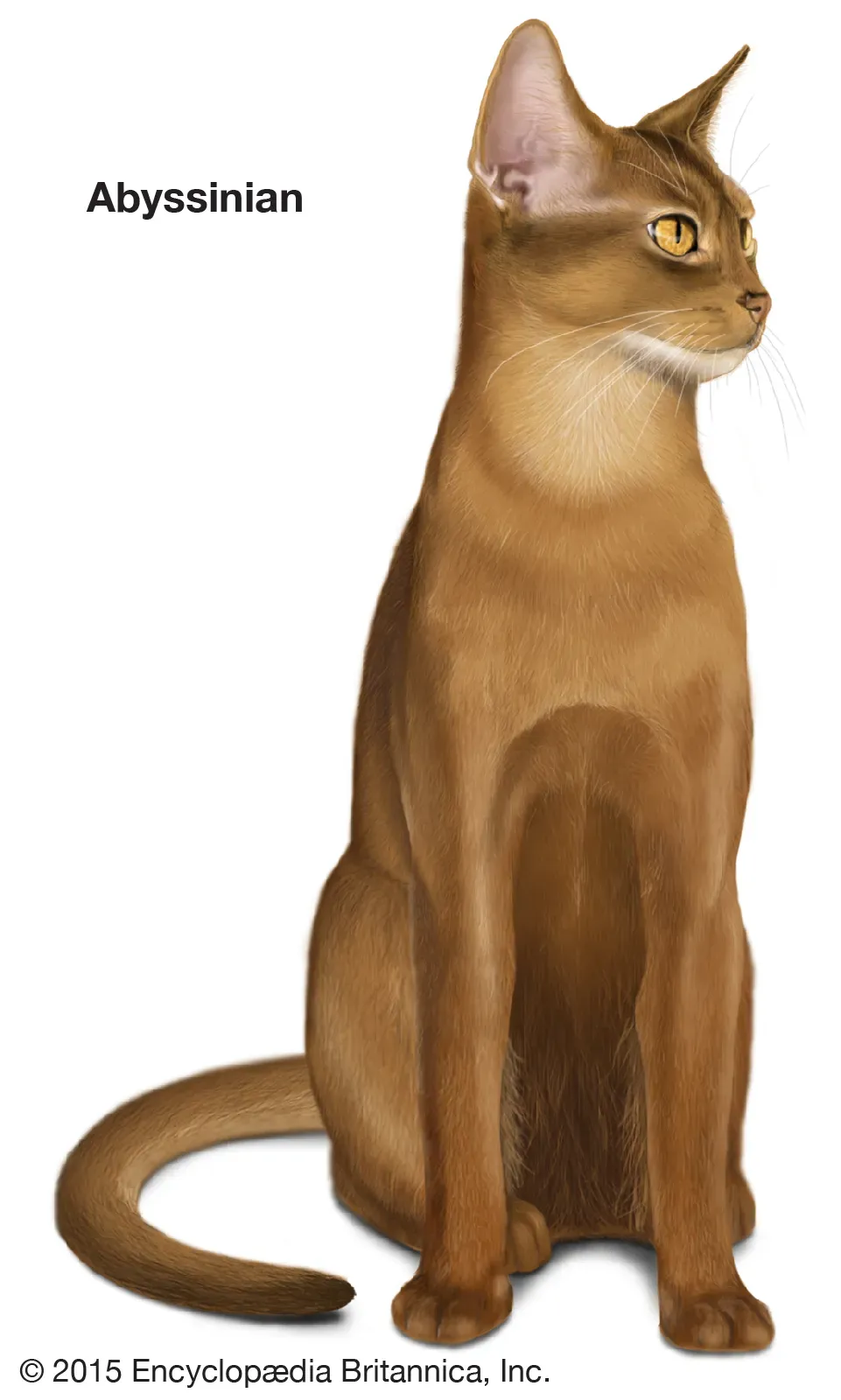 Abyssinian cat resembling ancient Egyptian sacred cats