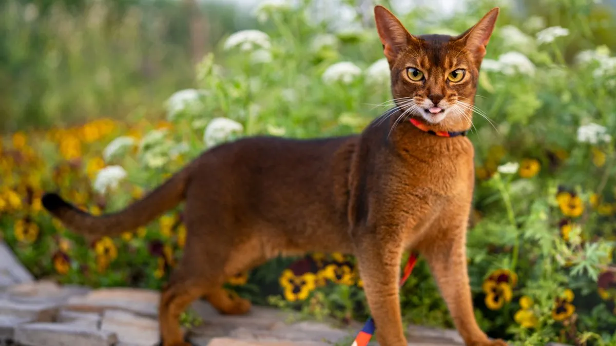 Abyssinian cat