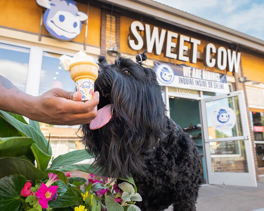 Action shot of a Black Russian Terrier eating whipped cream on a cake cone, held by a man in front of Sweet Cow ice cream shop