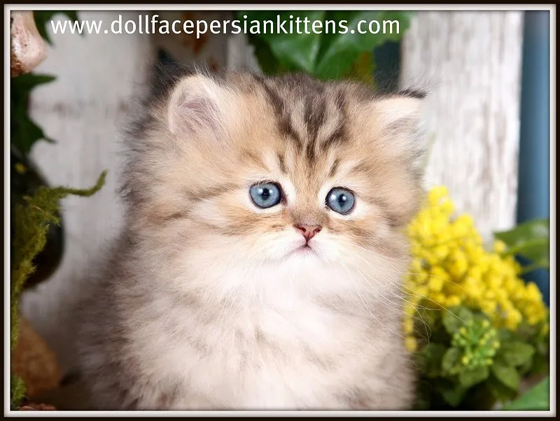 Additional view of a tiny Persian kitten variant
