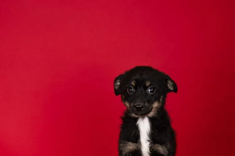 Adopted Chihuahua Mix Remy (#982-25), 13 weeks