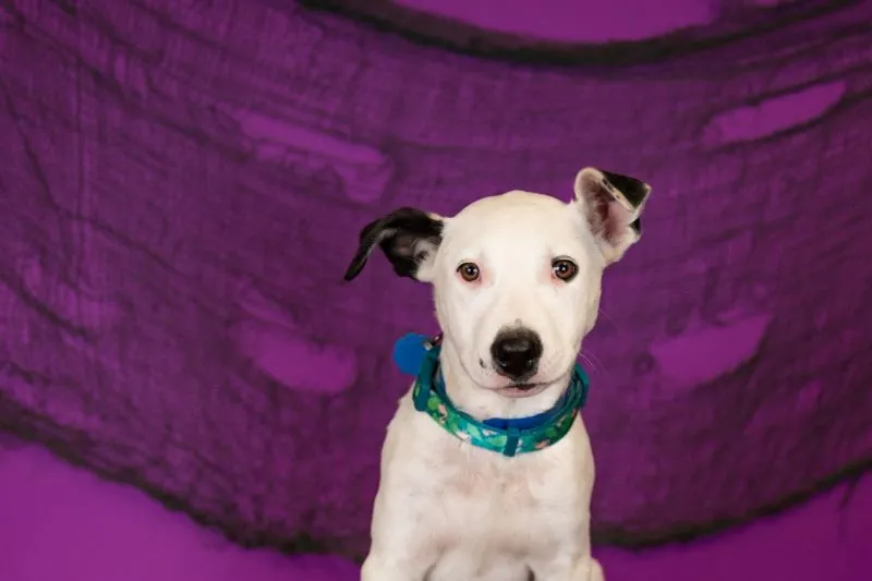 Adopted Pit Bull Mix (#933-25), 5 months