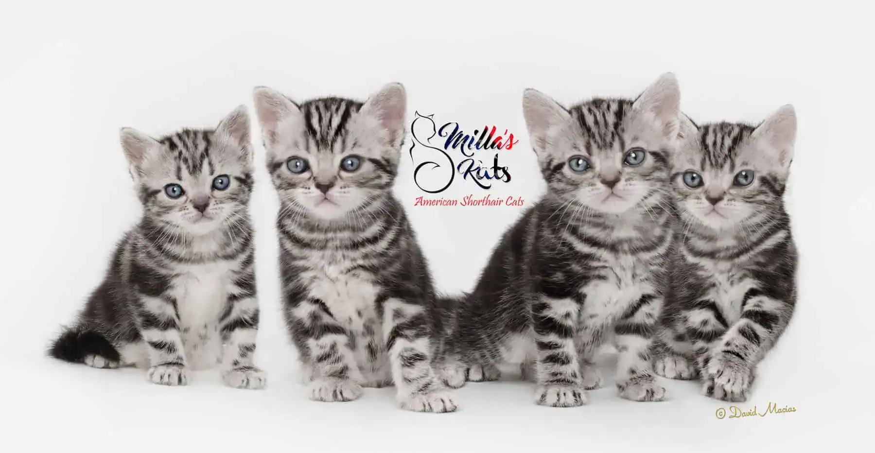 Adorable American Shorthair kittens playing together