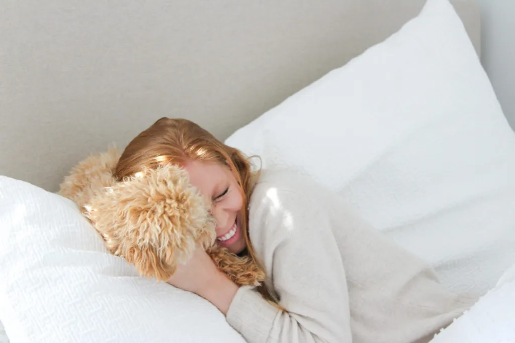 Adorable apricot Maltipoo puppy snuggling with its owner in bed