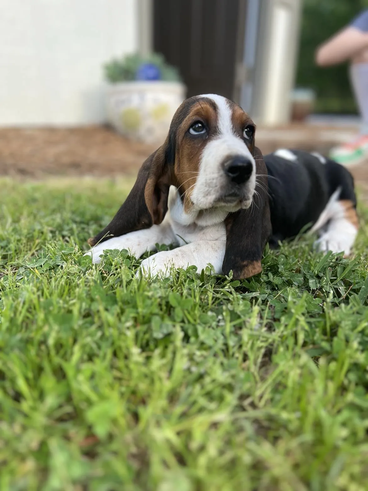 Adorable basset hound puppy lounging comfortably