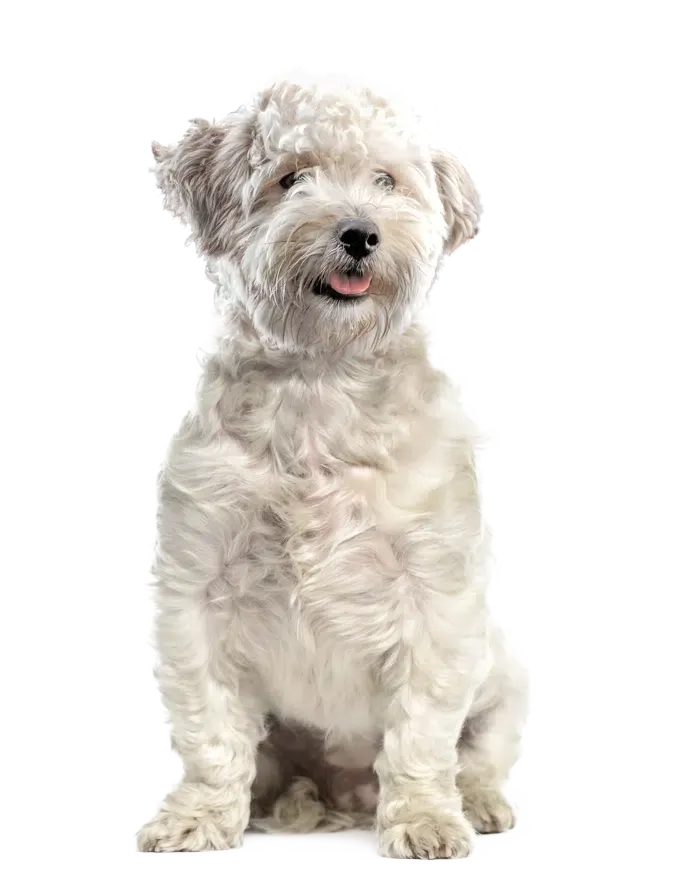 Adorable dog enjoying premium oven baked dog food