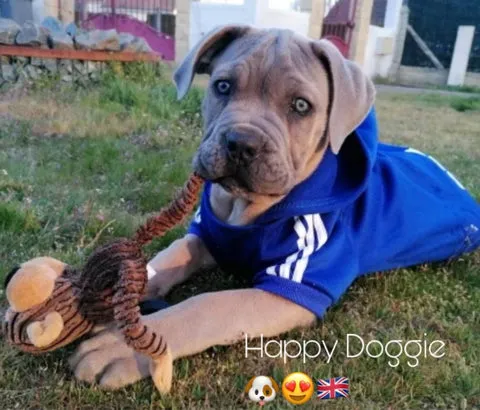 Adorable dog wearing a stylish red Adidog hoodie outdoors