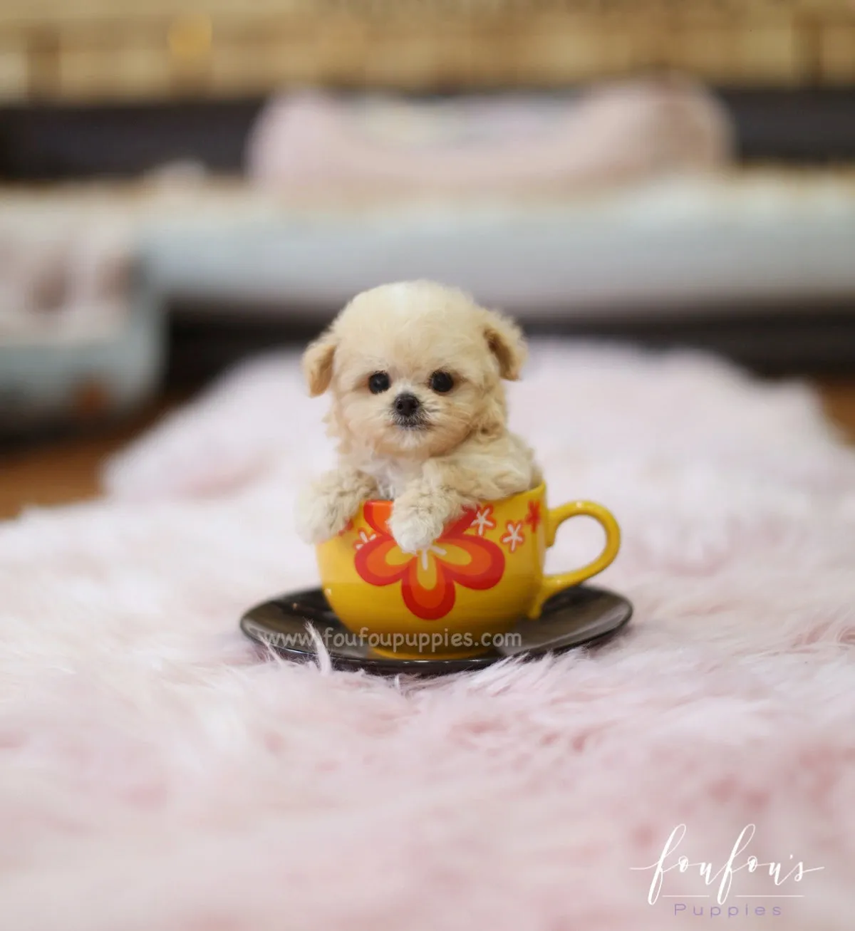 Adorable micro teacup Maltipoo puppy with fluffy white fur, looking inquisitively.