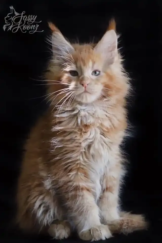 Adorable orange Maine Coon kitten with long ear tufts