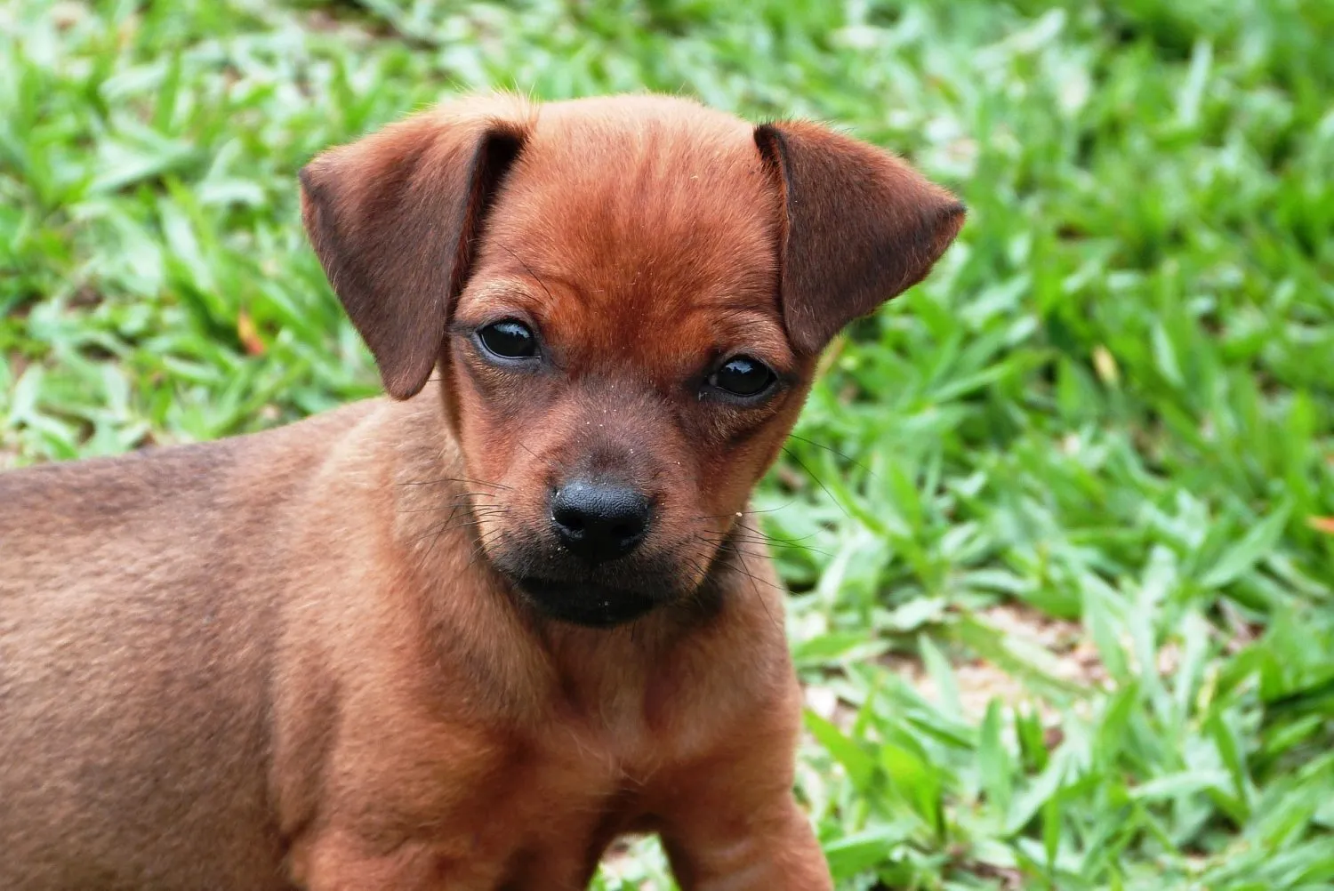 Adorable puppy learning crate training basics