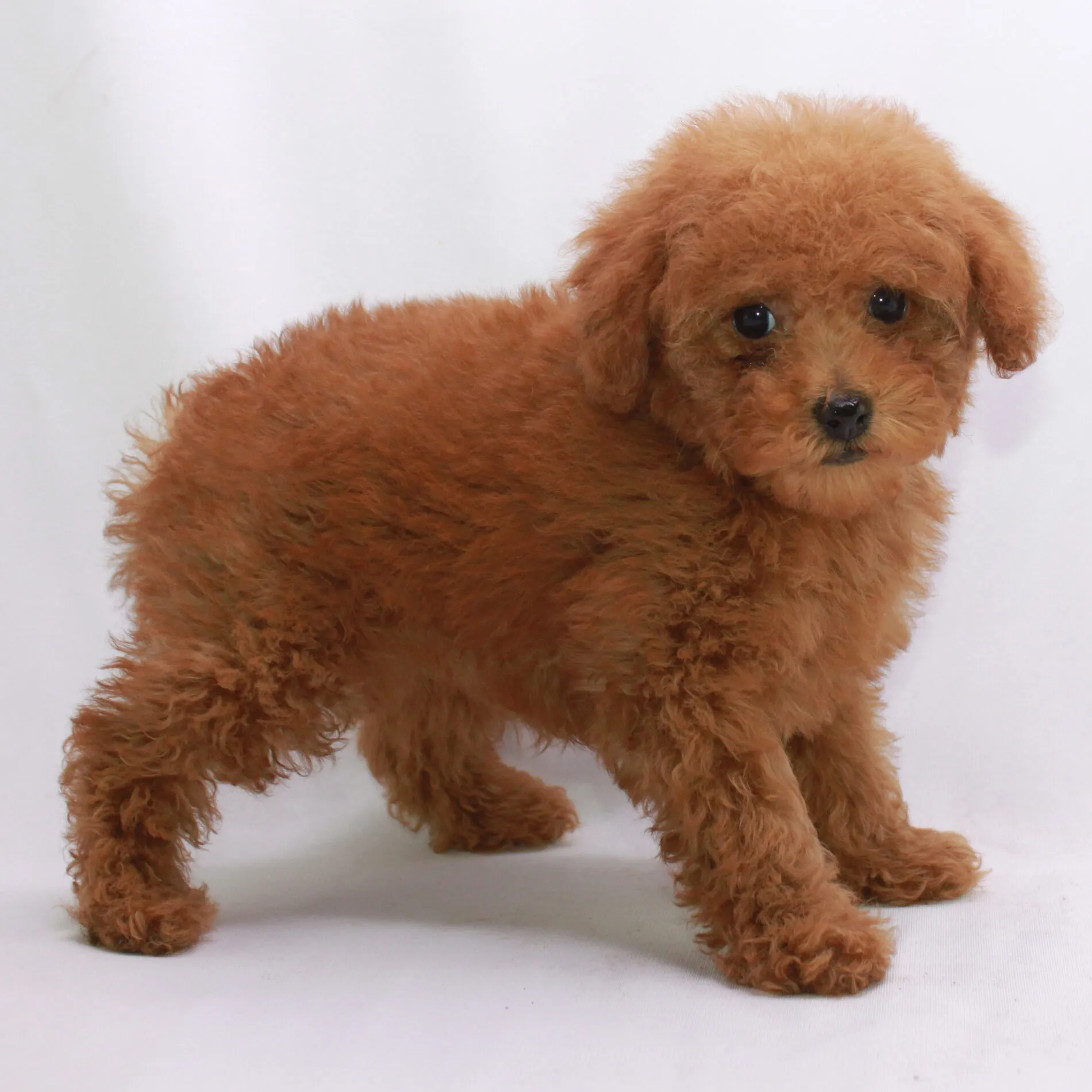 Adorable red mini poodle puppy looking inquisitively at the camera