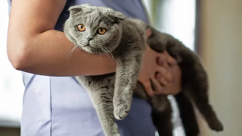 Adorable Scottish Fold cat with folded ears and expressive eyes