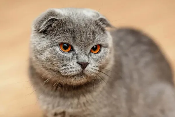 Adorable Scottish Fold tomcat with distinctive folded ears and sweet expression