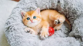 Adorable Scottish Straight kitten with straight ears, related to the Scottish Fold breed