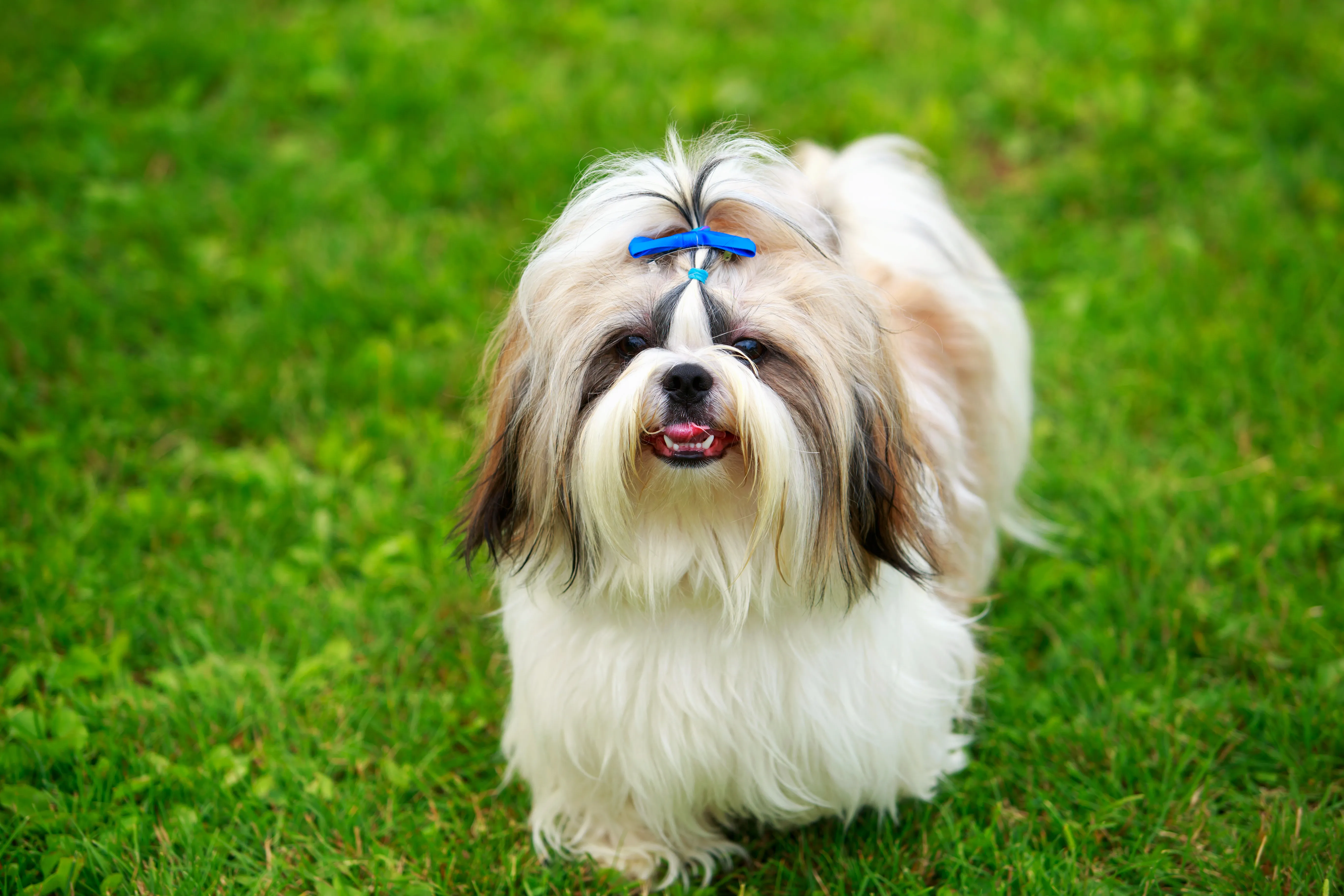 Adorable Shih Tzu posing alertly in a veterinary clinic setting