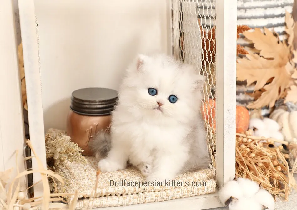 Adorable Teacup Persian kitten with fluffy fur sitting playfully