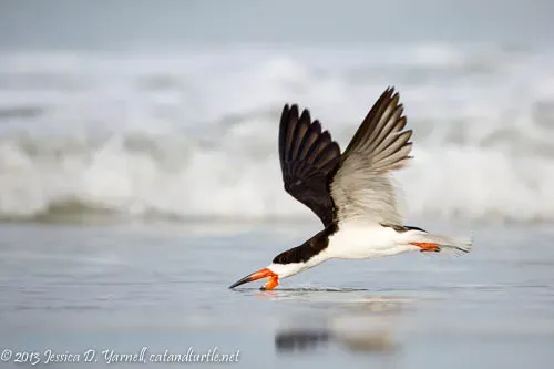 Adult Black Skimmer skimming water at Indian Rocks Beach