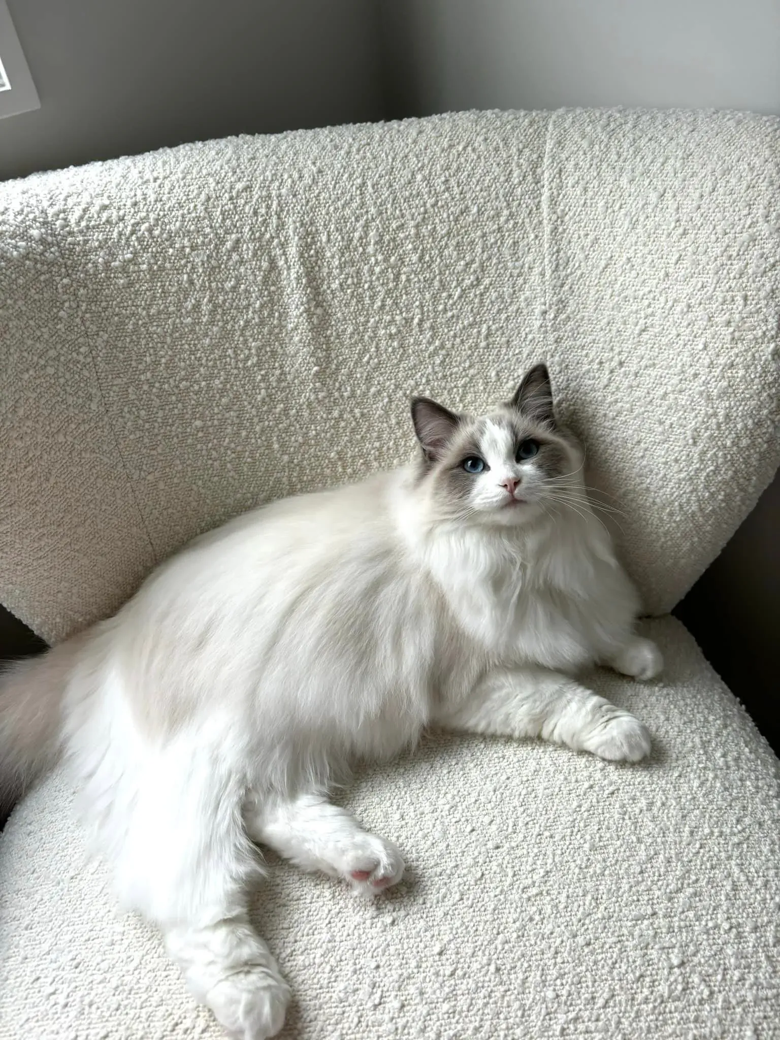 Adult blue bi-color female Poppy