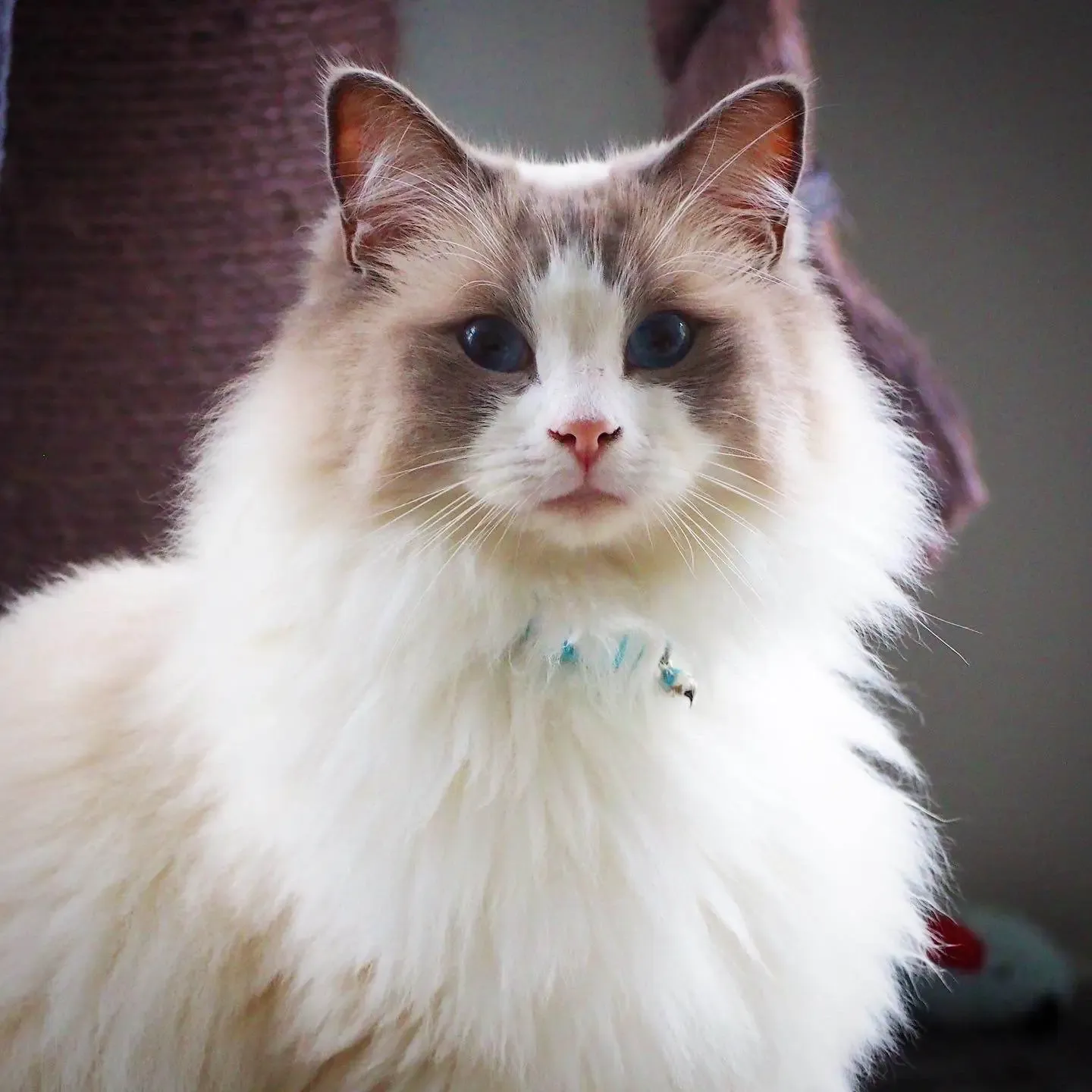 Adult blue bi-color male Jackson