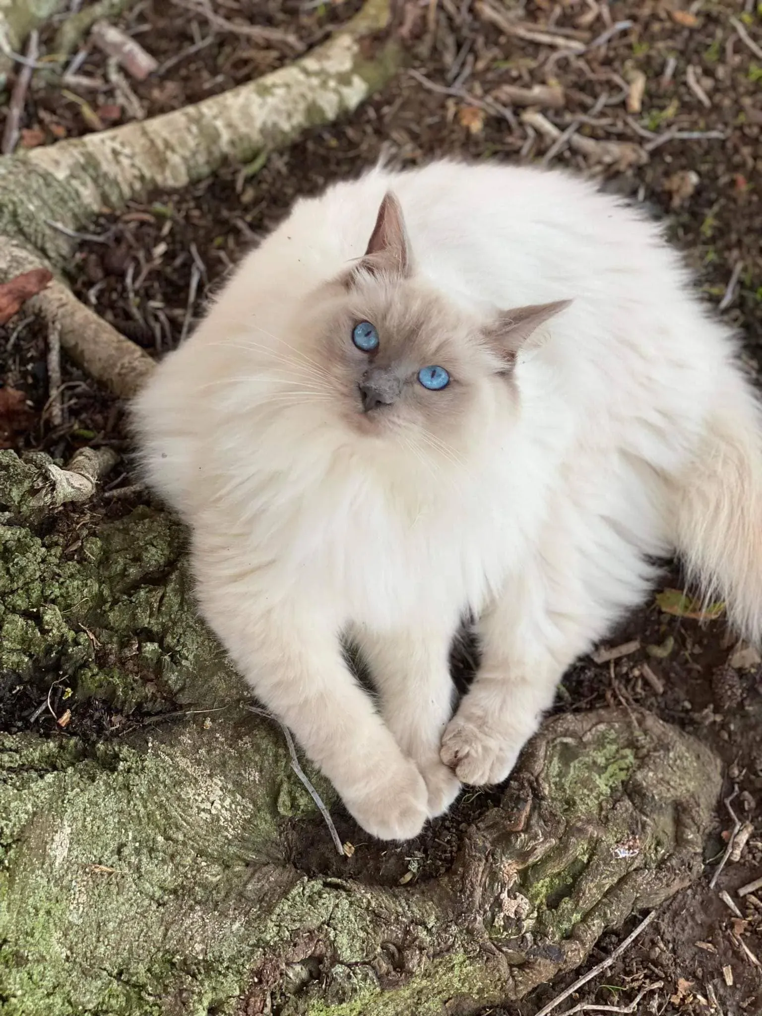 Adult blue point female ForeverMeltdown aka Flipper