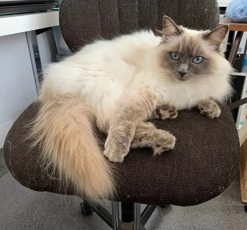 Adult blue point female Zarabella