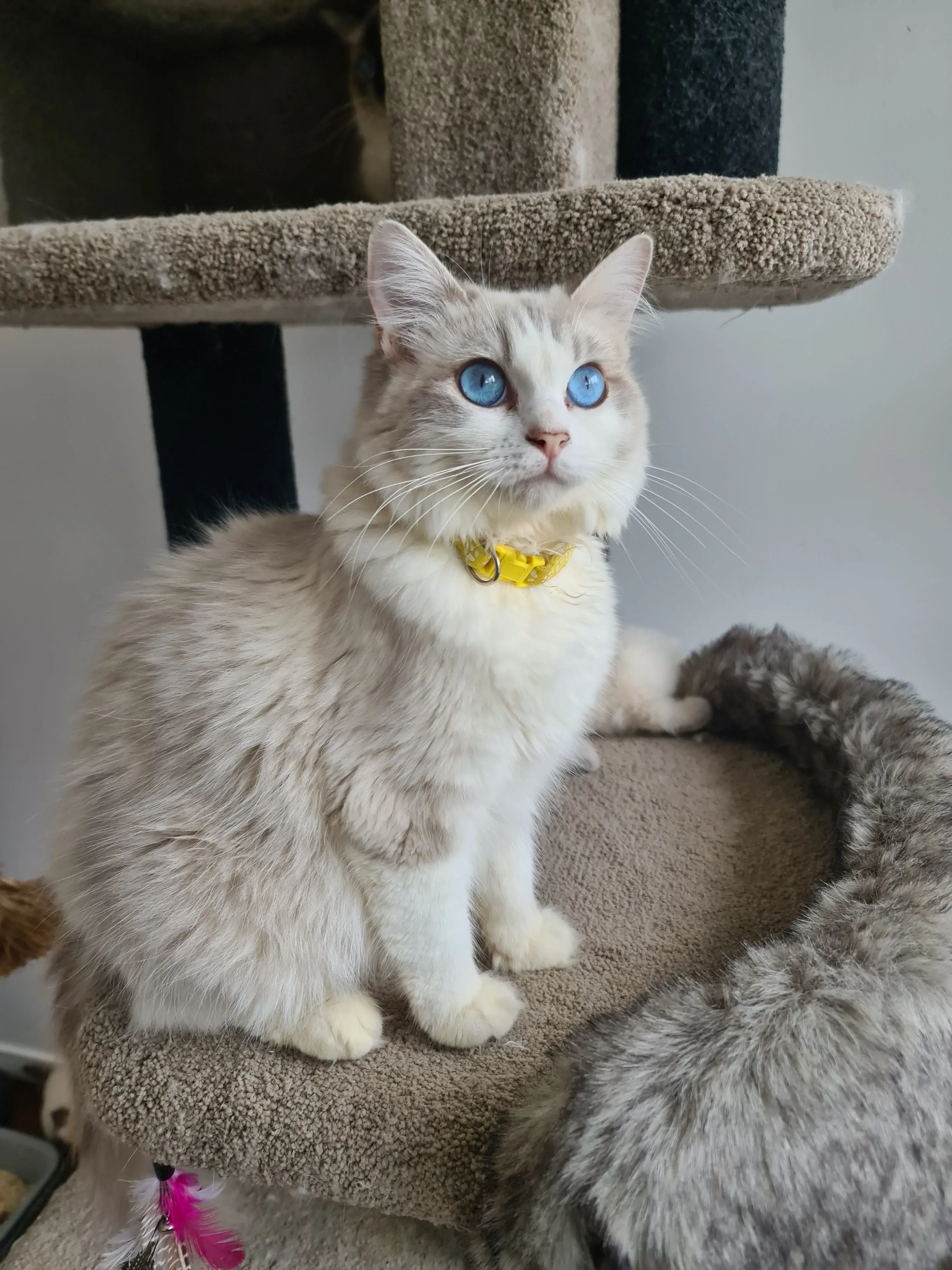 Adult blue tabby bi-color female Moonbeam