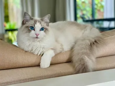 Adult blue tabby bi-color male Tony