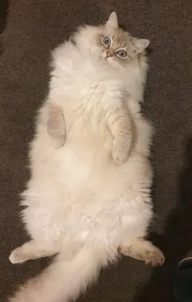 Adult blue tabby point female Elsa