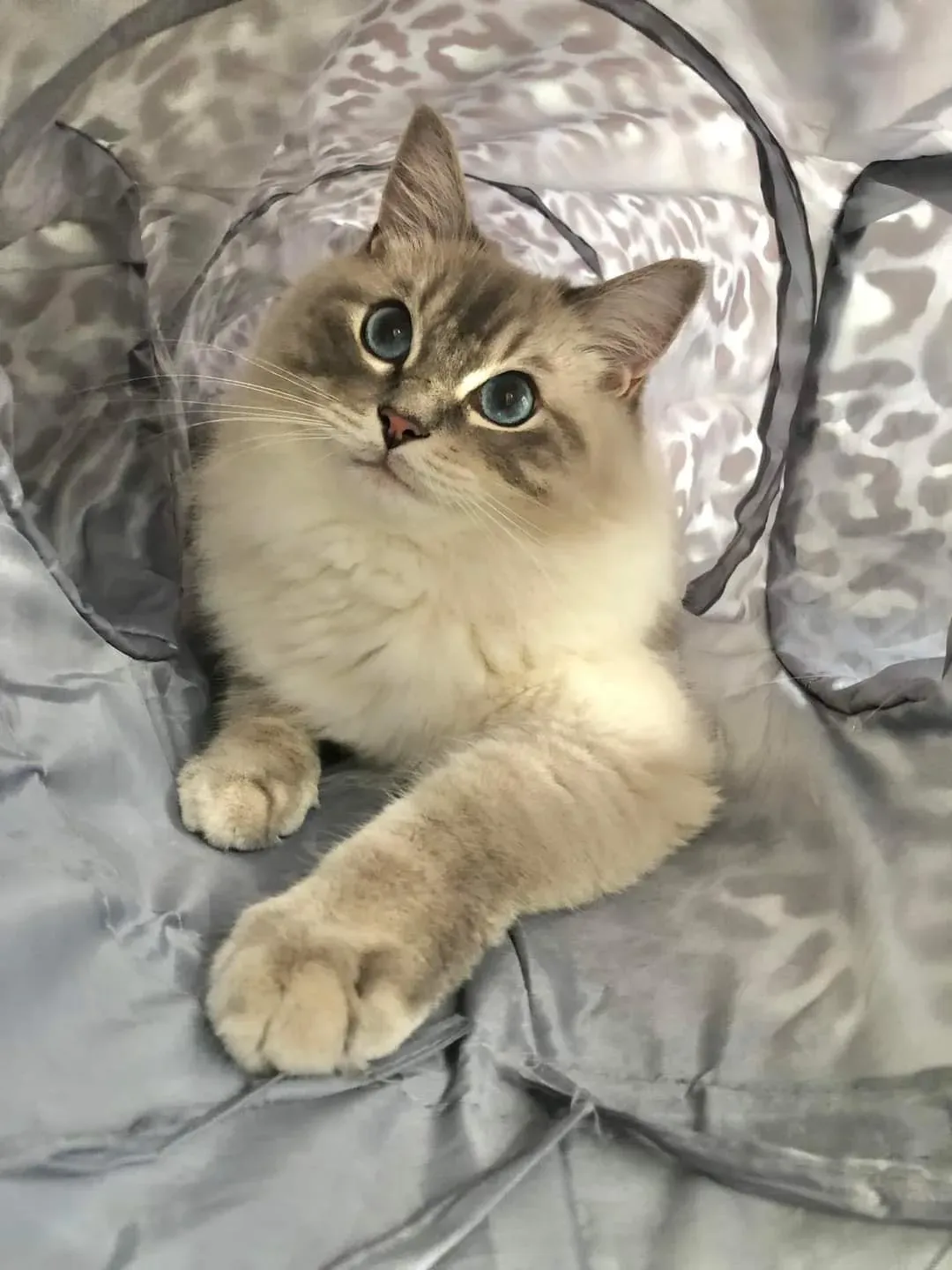 Adult blue tabby point male Georgie