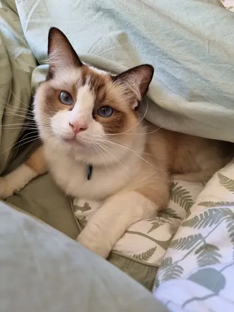 Adult chocolate bi-color male Roman