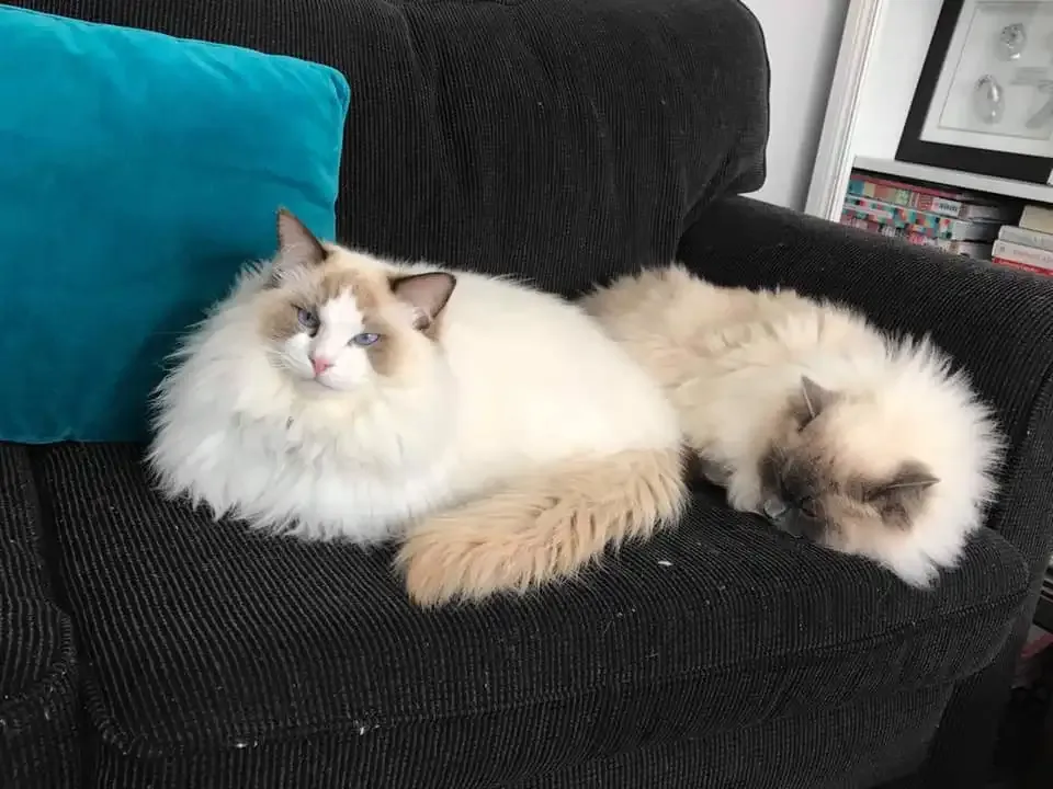 Adult chocolate bi-color male Whiskers