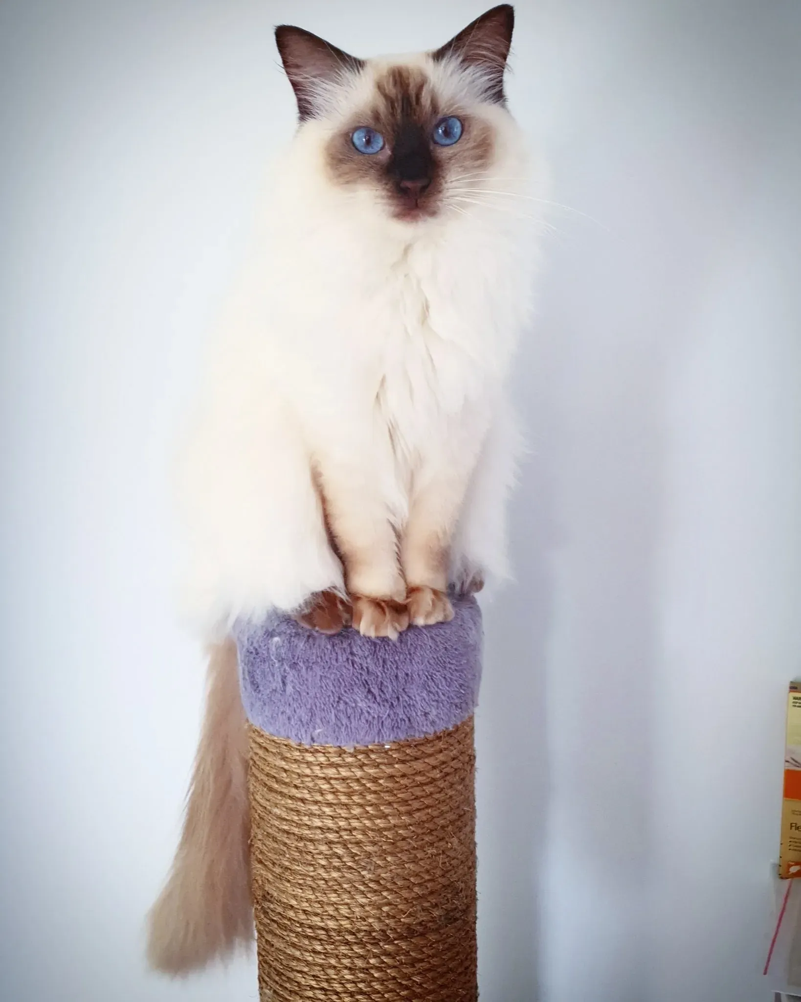 Adult chocolate point female Memphis Meltdown