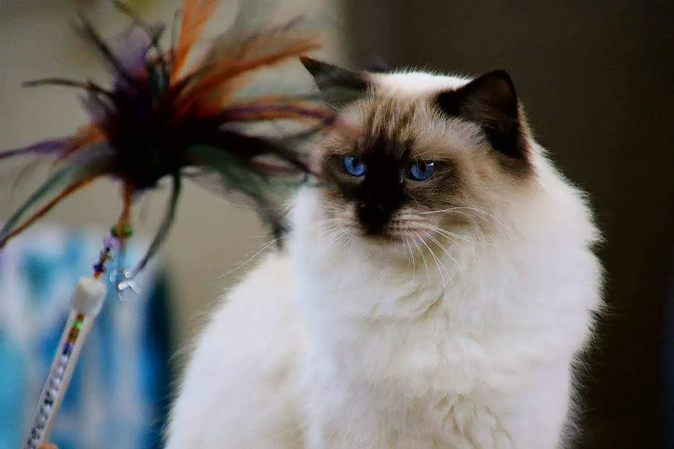 Adult chocolate point male Matt