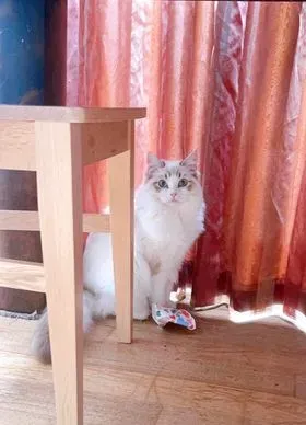 Adult chocolate tabby bi-color female Melody