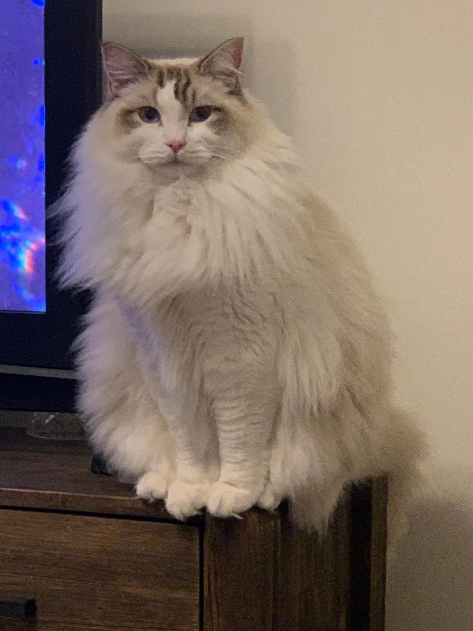 Adult chocolate tabby bi-color male Pickles