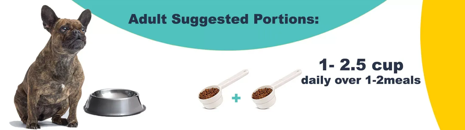 Adult French Bulldog feeding guide