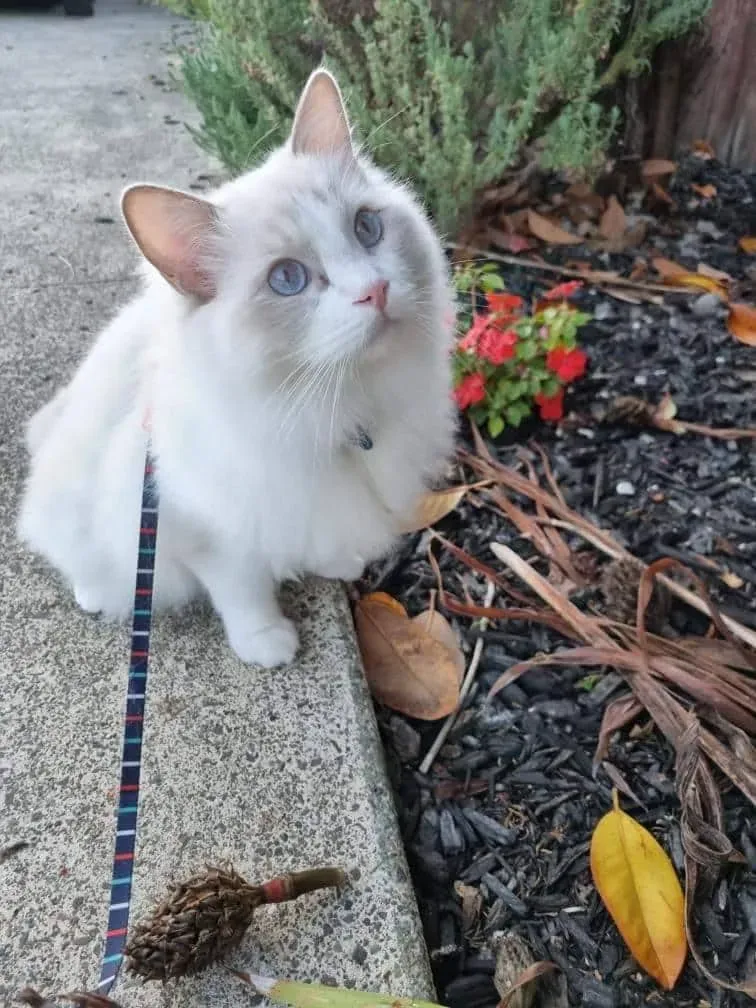 Adult lilac bi-color male Loving Tofu