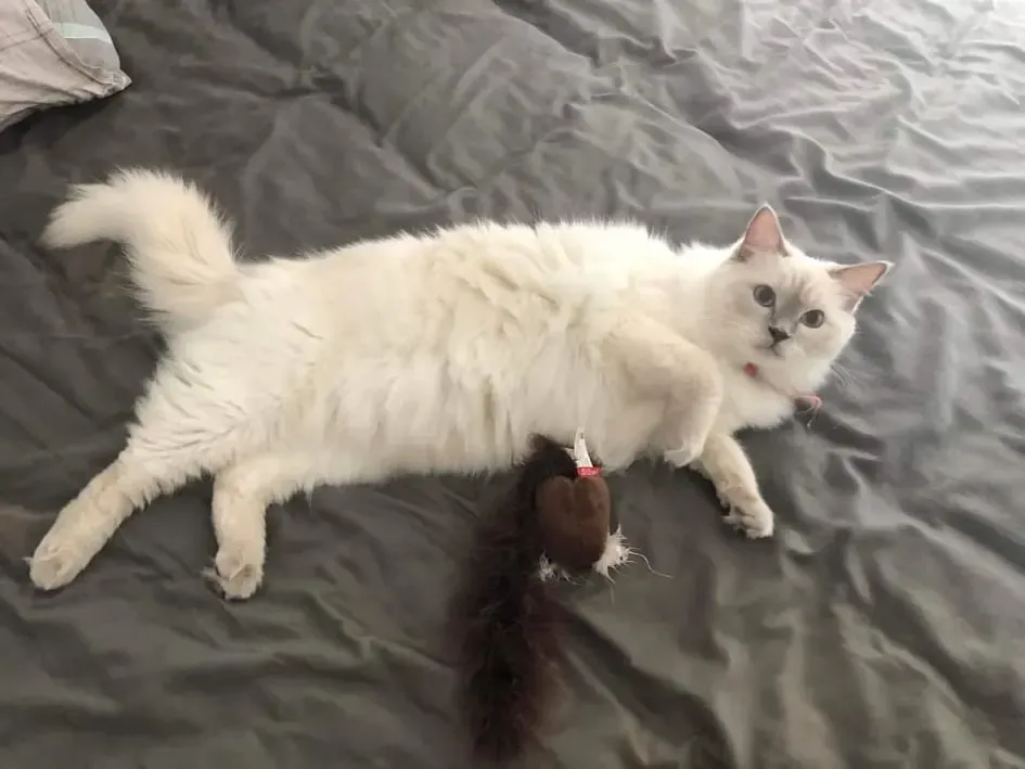 Adult lilac point female Whiskee