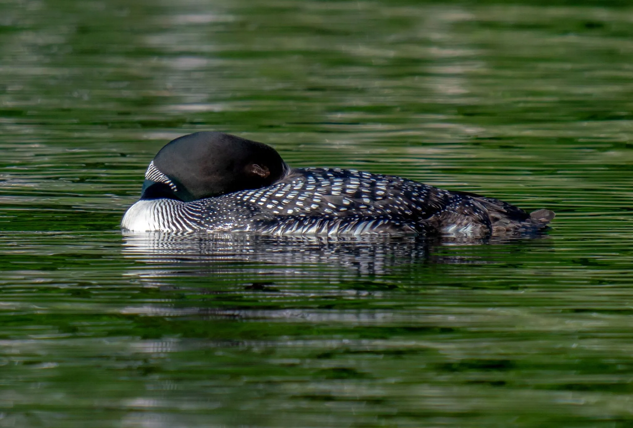 Adult loon sleeping on the water, head tucked back