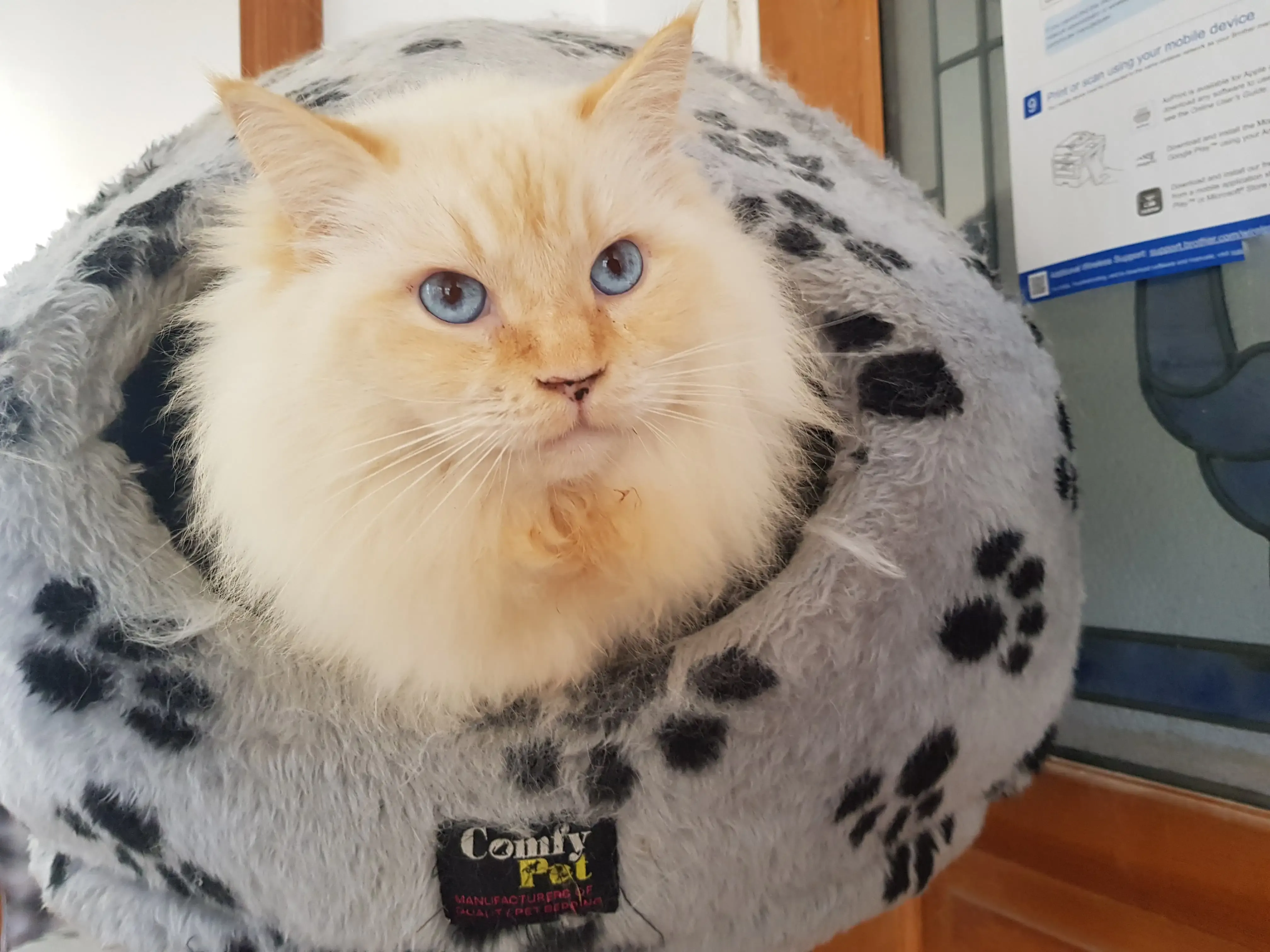 Adult red point male LionKing