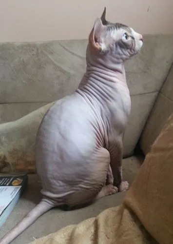 Adult Seal Mink Sphynx displaying blended brown tones with white accents and aqua eyes