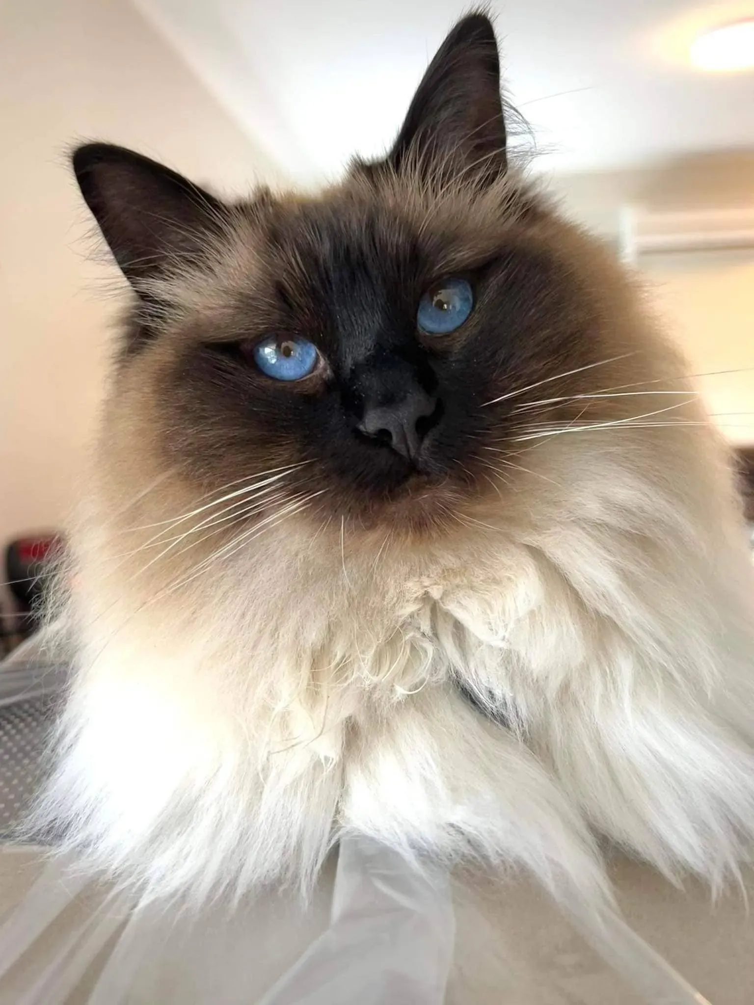 Adult seal point male Ziggy