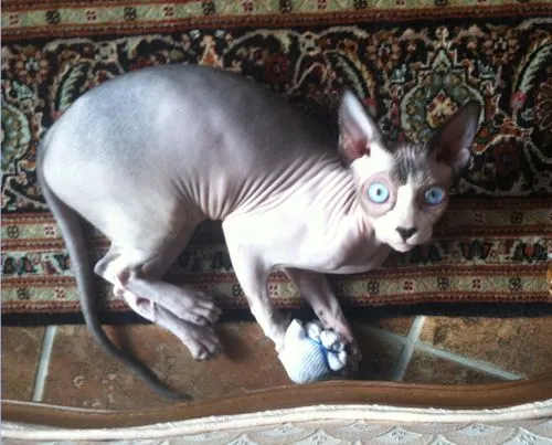 Adult Seal Point Sphynx cat showing pronounced dark points on ears, tail, and paws against a pale body