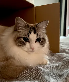 Adult seal tabby bi-color male Black Lightning aka Bon