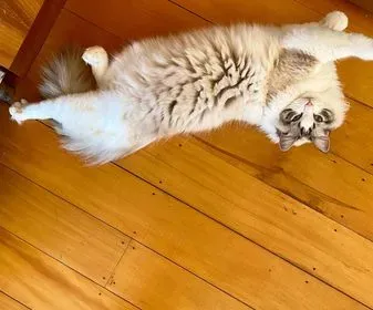 Adult seal tabby bi-color male Bon