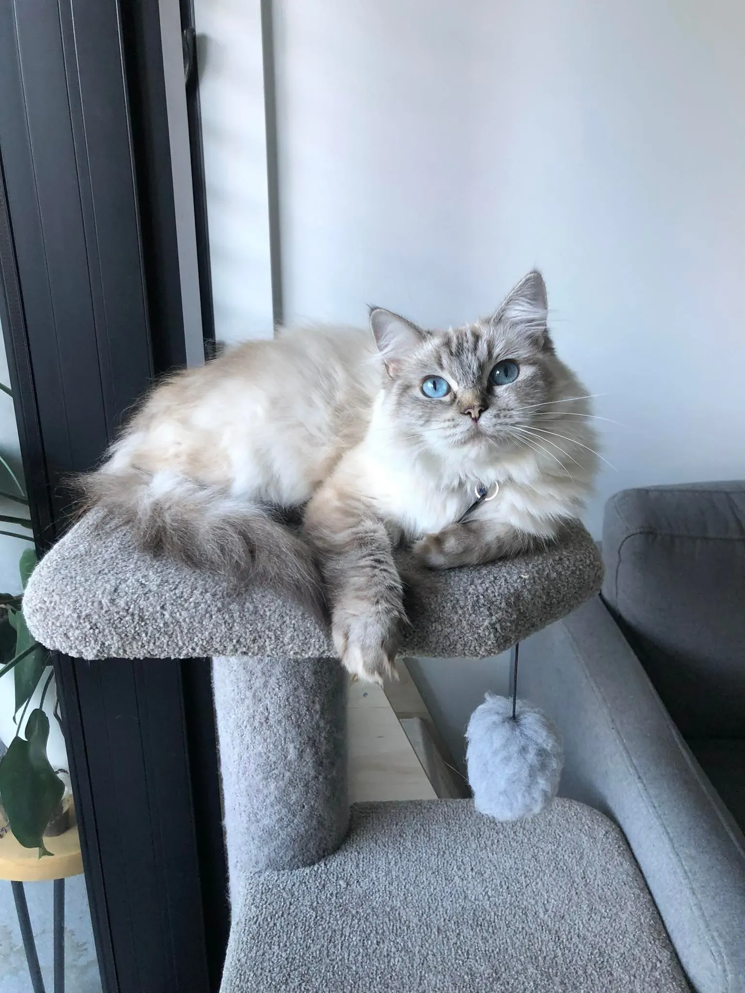 Adult seal tabby point female White Tiger aka Misty