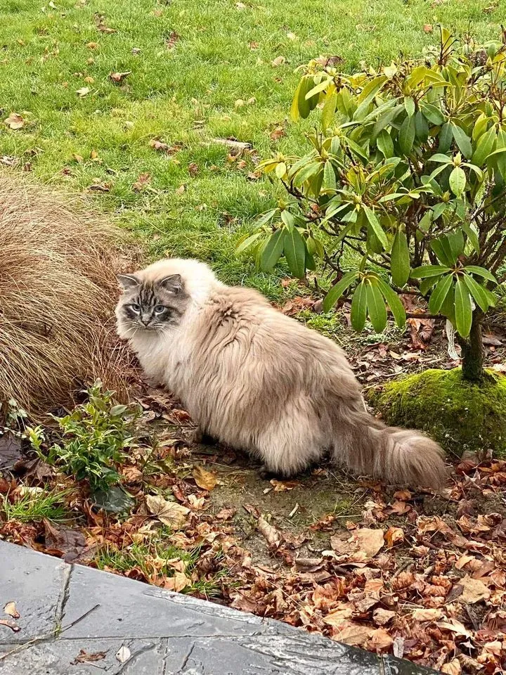 Adult seal tabby point male Tigger