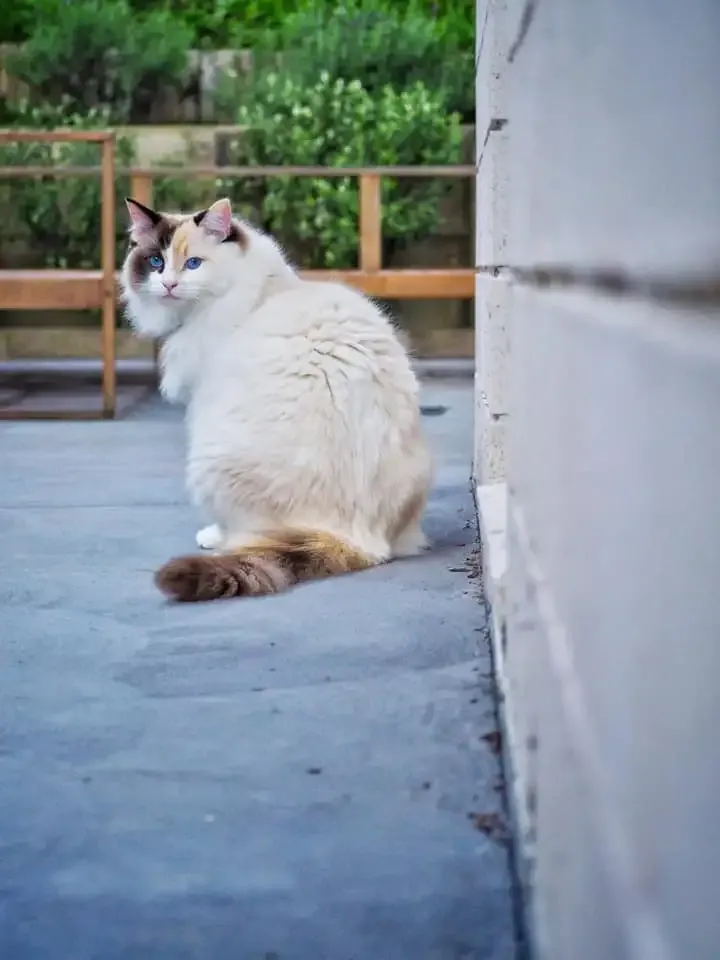 Adult seal tortie bi-color female Ruby