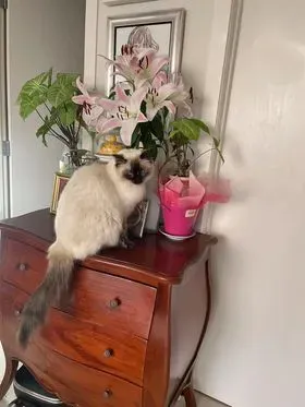 Adult seal tortie point female Cassandra